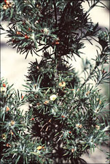 Phyllota pleurandroides