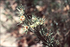 Phyllota pleurandroides