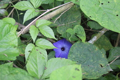 Ipomoea ophiodes
