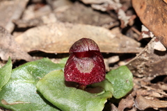 Corybas undulatus