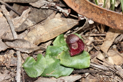 Corybas undulatus