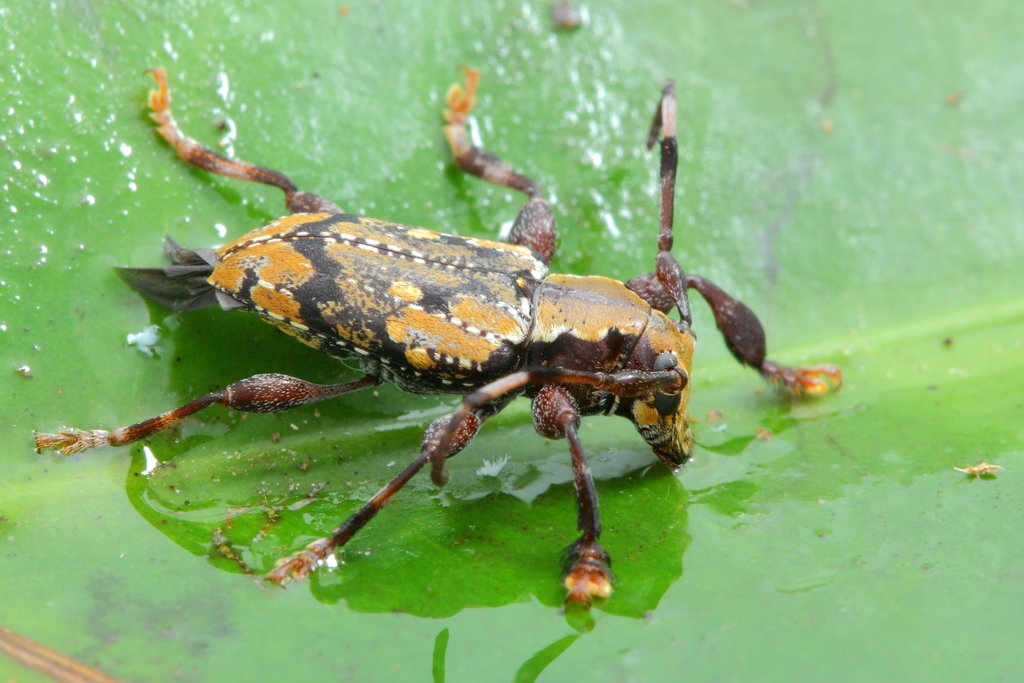 Irundisaua ucayalensis