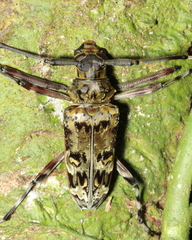 Macropophora trochlearis