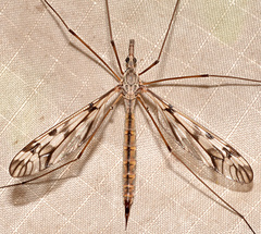 Tipula trivittata
