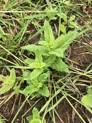 Bellardia viscosa