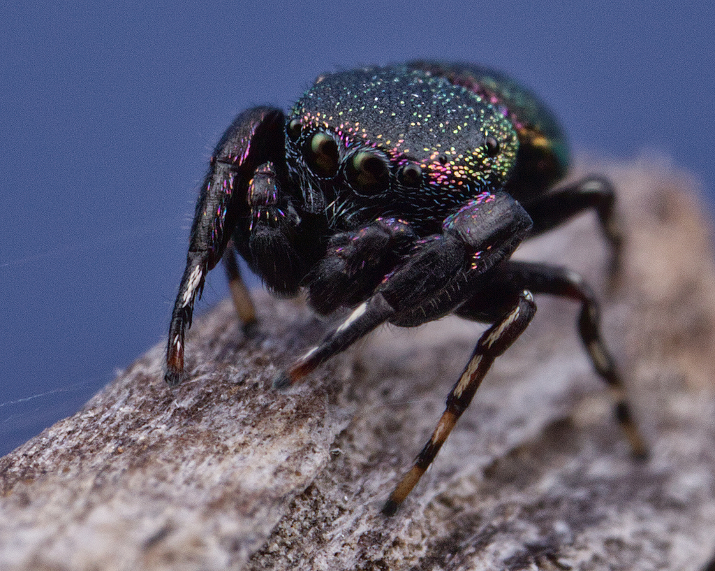 Iridescent Leaf Beetle Jumping Spider Tn Jumping Spiders · Inaturalist