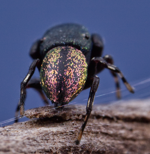 Sassacus cyaneus photo 2