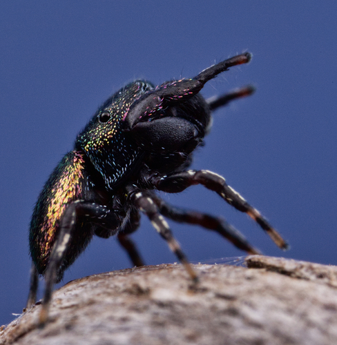 Sassacus cyaneus photo 5