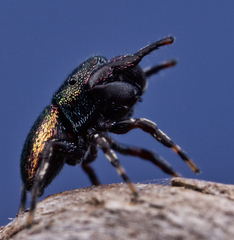 Sassacus cyaneus