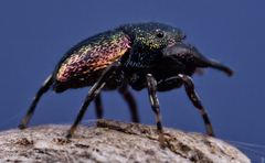 Sassacus cyaneus