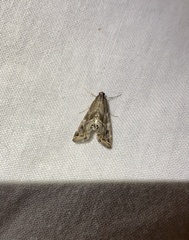 Petrophila longipennis