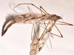 Tipula trivittata