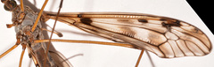 Tipula trivittata