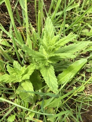 Bellardia viscosa