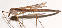 Tipula trivittata