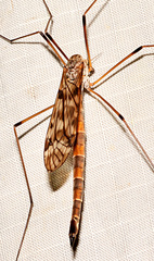 Tipula trivittata