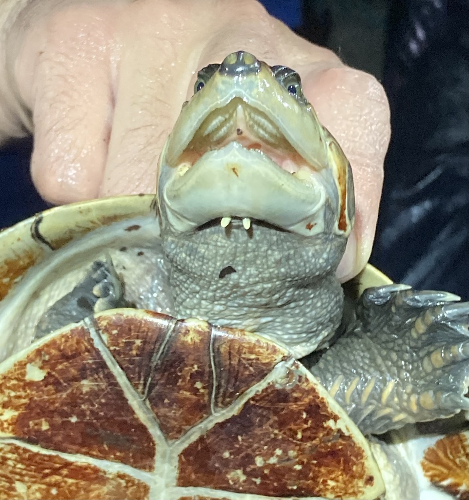 サバンナヨコクビガメ
