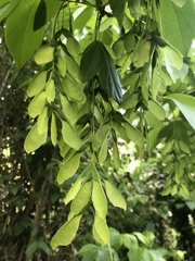 Acer negundo