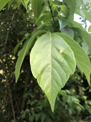 Acer negundo