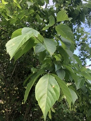 Acer negundo