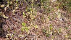 Salix apoda