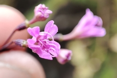 Commicarpus tuberosus