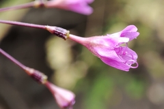 Commicarpus tuberosus