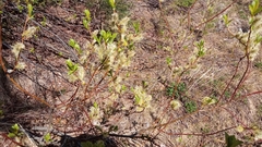 Salix apoda
