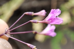 Commicarpus tuberosus
