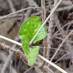 Commicarpus tuberosus