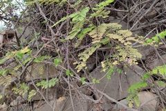 Commicarpus tuberosus