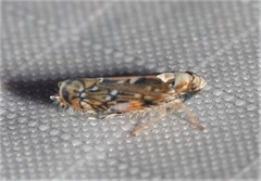 Scaphoideus pullus