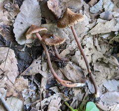 Inocybe calospora