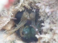 Neogonodactylus bredini