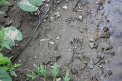 Procyon cancrivorus