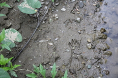 Procyon cancrivorus