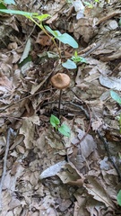 Inocybe calospora