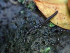 Endeavouria septemlineata