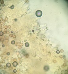 Inocybe calospora