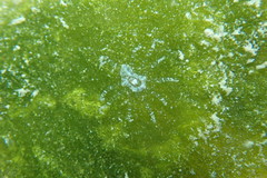 Bunodeopsis globulifera