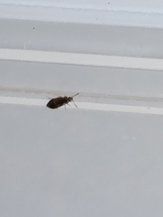 Arocatus melanocephalus