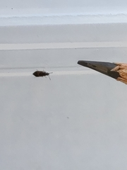 Arocatus melanocephalus