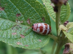 Alagoasa decemguttata