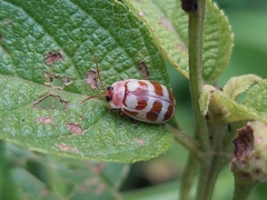 Alagoasa decemguttata
