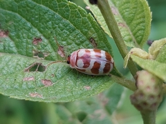 Alagoasa decemguttata