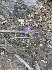 Iris hartwegii australis