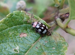 Alagoasa bipunctata