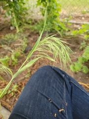 Bromus tectorum