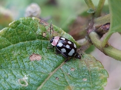 Alagoasa bipunctata