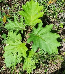 Solanum chrysotrichum